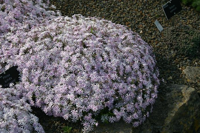 Phlox bifida 'Petticot' 