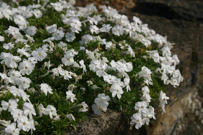 Phlox douglasii 'White Admiral' 