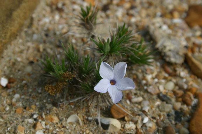 Phlox hoodii 