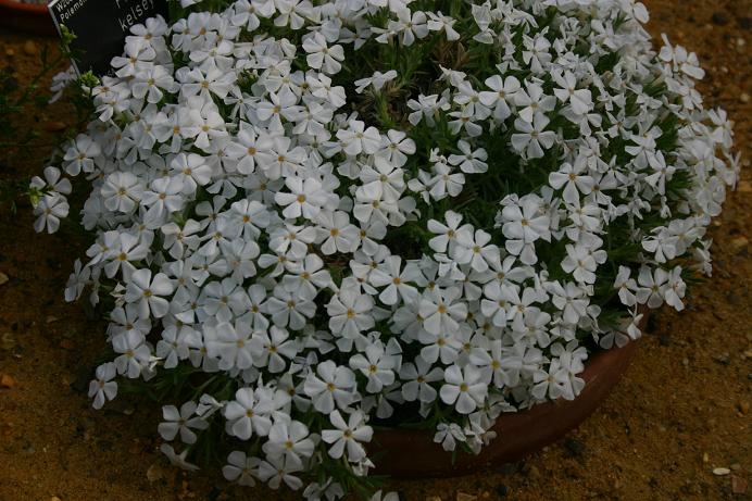 Phlox kelseyi 