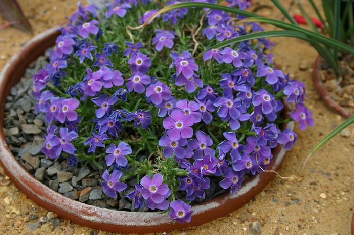 Phlox kelseyi 'Lemhi Purple' 