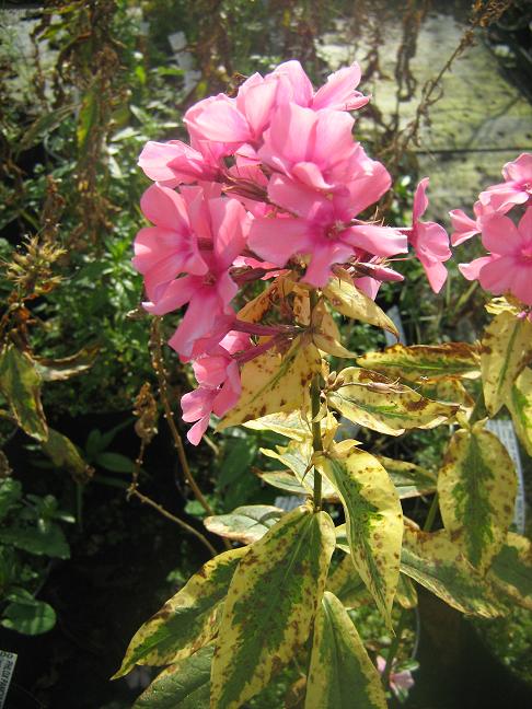 Phlox paniculata 'Becky Towe' 