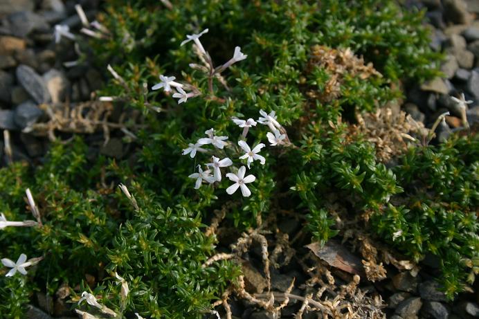 Phlox silenifolia 