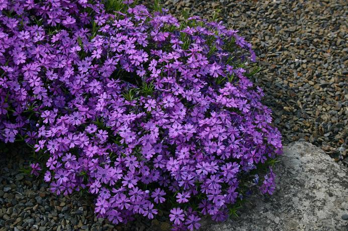 Phlox subulata 'Purple Beauty' 