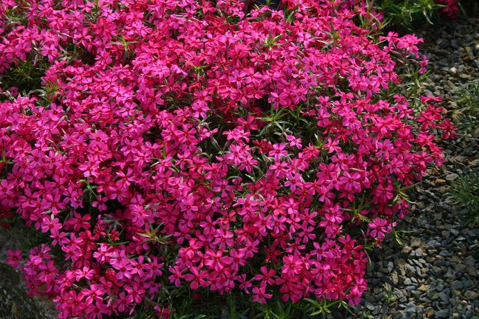 Phlox subulata 'Scarlet Flame' 