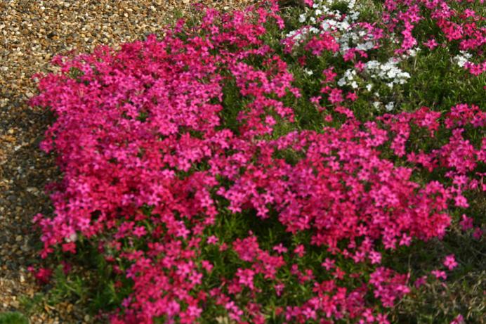 Phlox subulata 'Tamaongalei' 