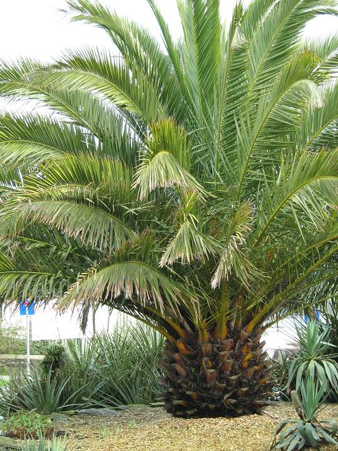 Phoenix canariensis 