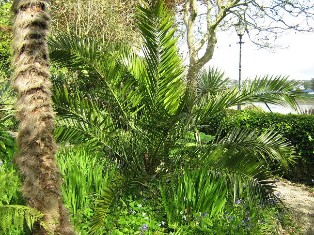 Phoenix canariensis 