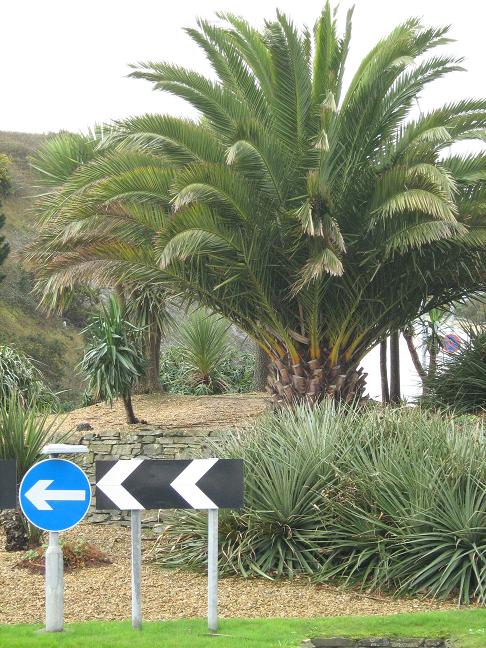 Phoenix canariensis 