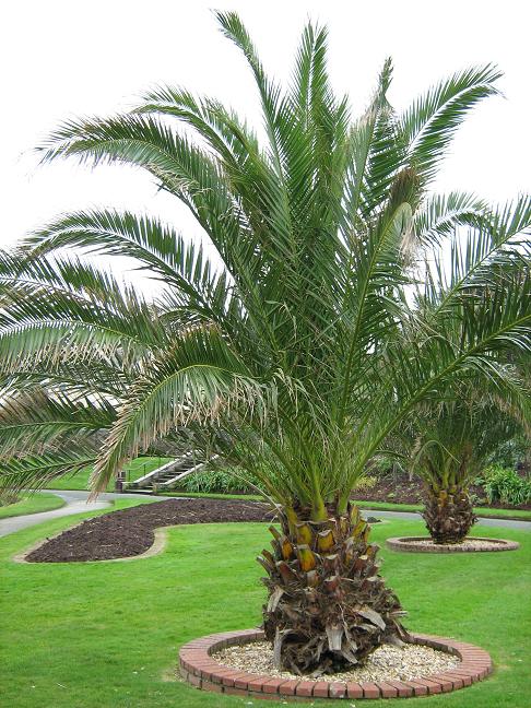 Phoenix canariensis 