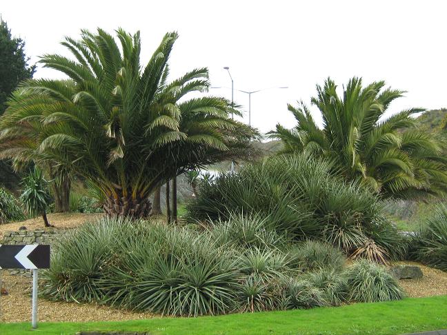 Phoenix canariensis 