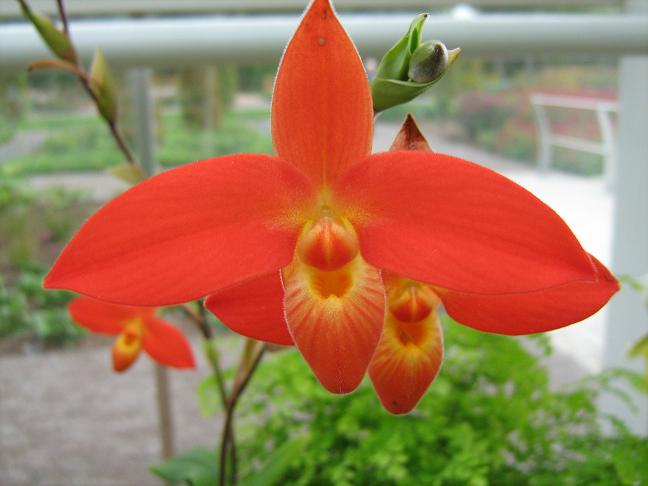 Phragmipedium bessae 