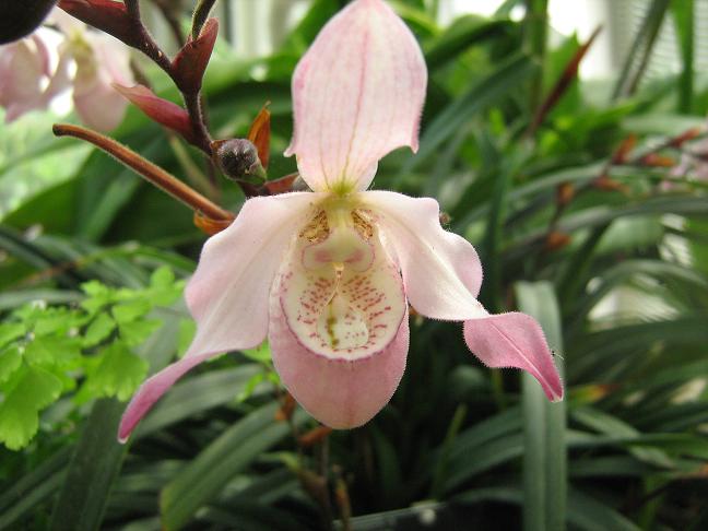 Phragmipedium Caril Kanzer grex 