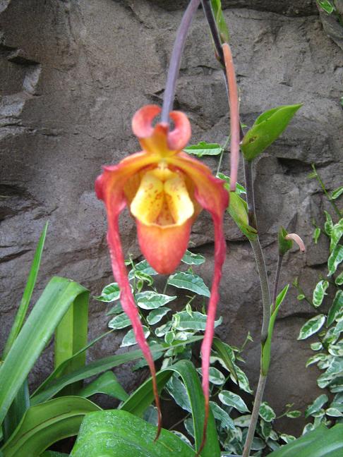 Phragmipedium China Dragon 