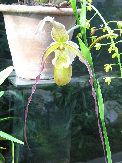 Phragmipedium grande 