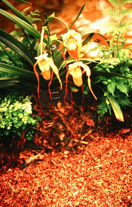 Phragmipedium grande 