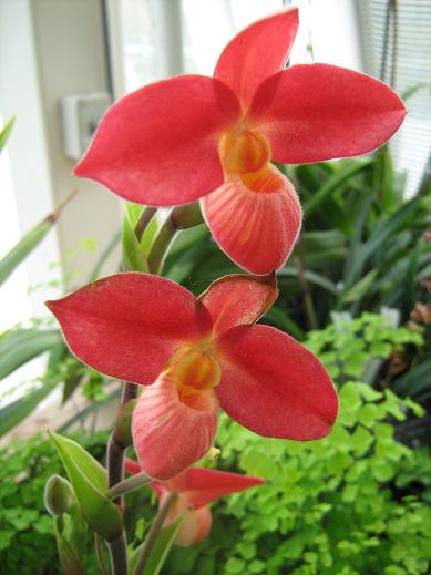 Phragmipedium Les Platons grex 