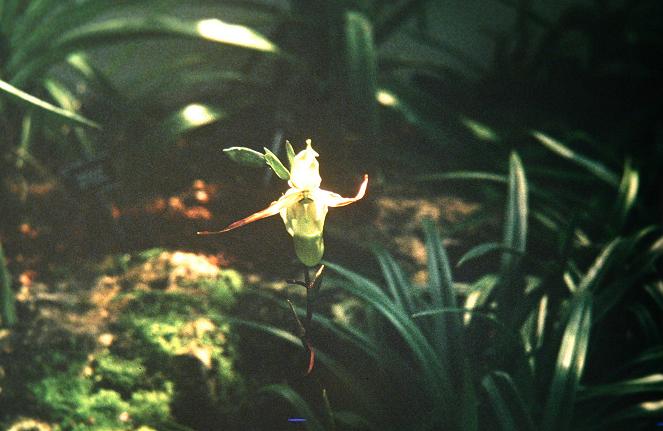 Phragmipedium longifolium 