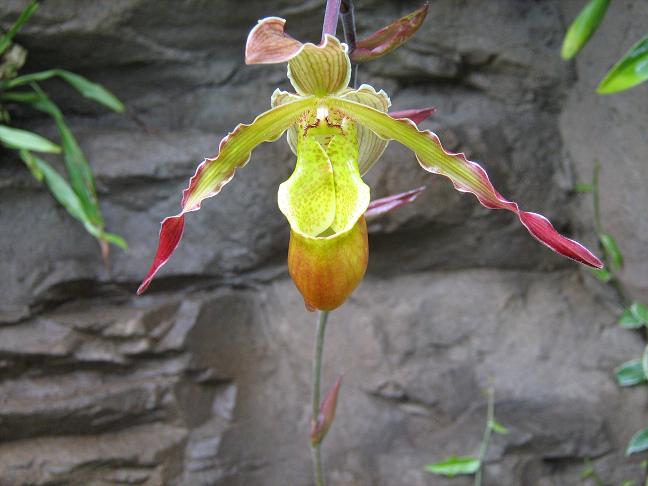 Phragmipedium Sorcerers Apprentice 