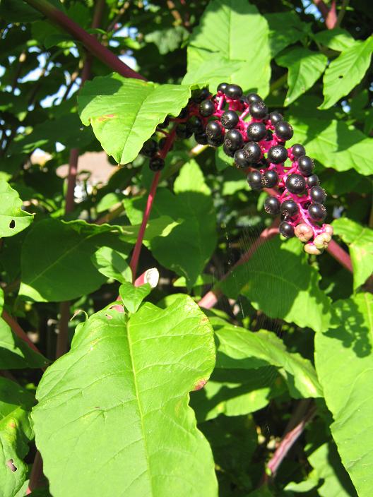 Phytolacca americana 