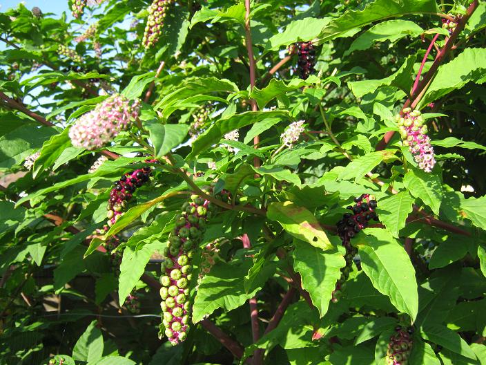 Phytolacca americana 