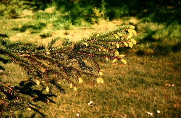 Picea abies 