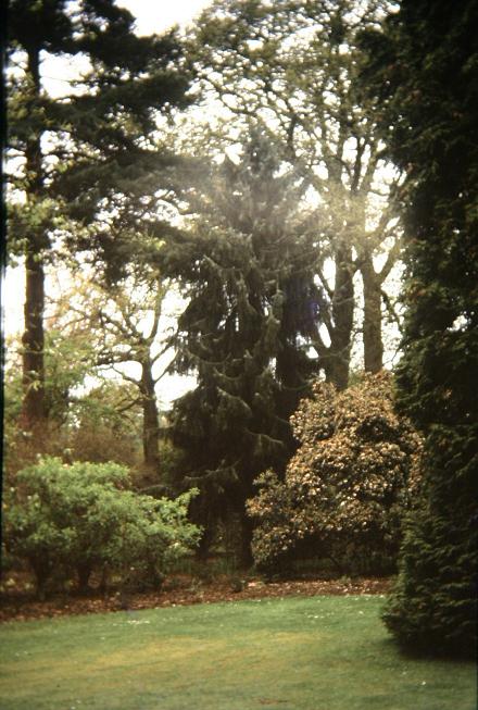 Picea breweriana 