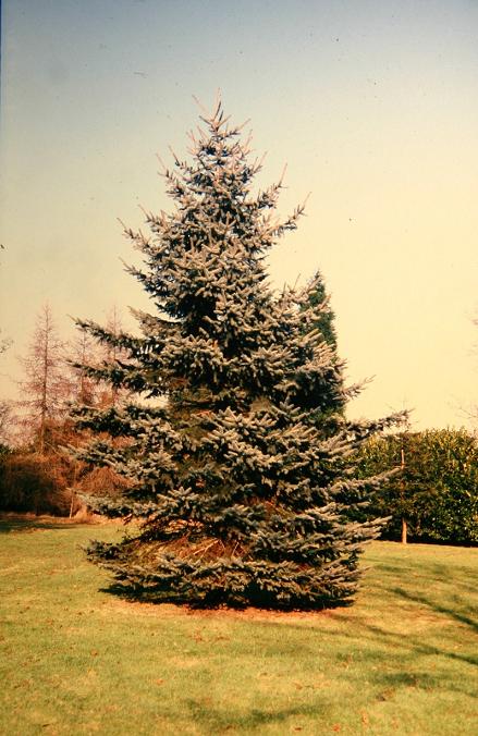 Picea pungens 'Glauca' 