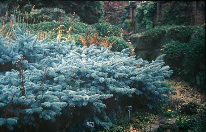 Picea pungens 'Glauca Prostrata' 