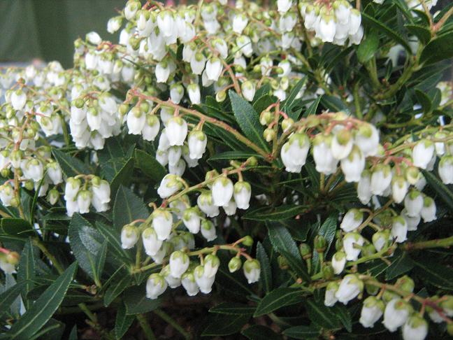 Pieris japonica 'William Buchanan' 