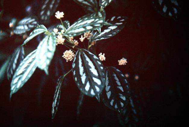 Pilea cadierei 