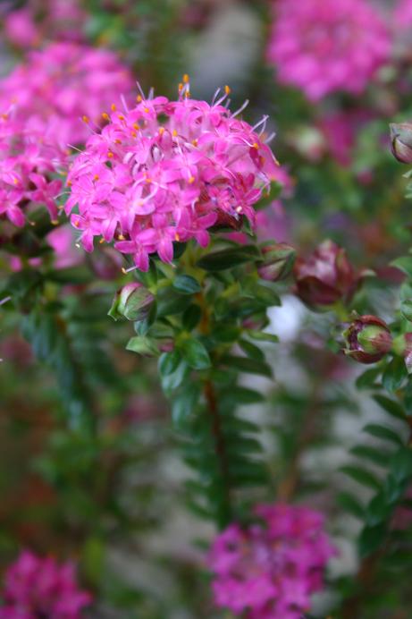 Pimelea ferruginea 