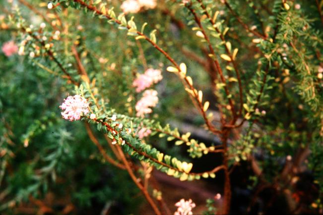 Pimelea ferruginea 