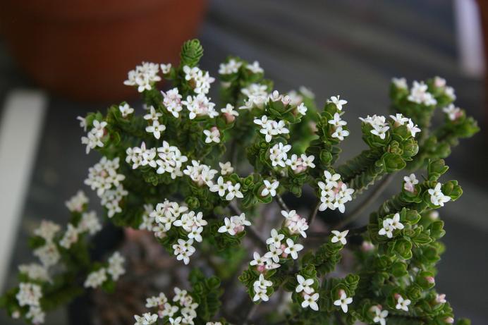 Pimelea traversii 