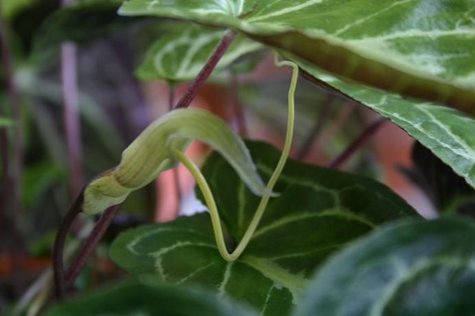 Pinellia cordata 