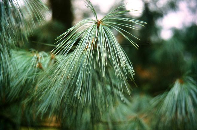 Pinus griffithii 