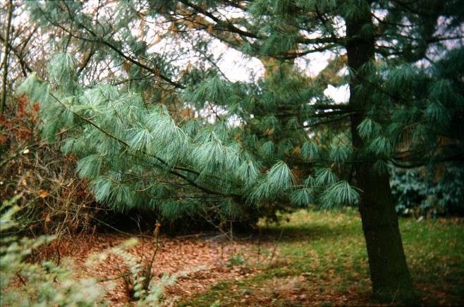 Pinus griffithii 