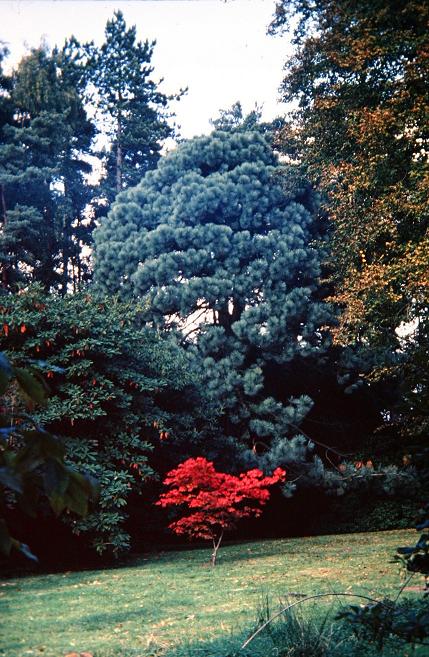 Pinus montezumae 