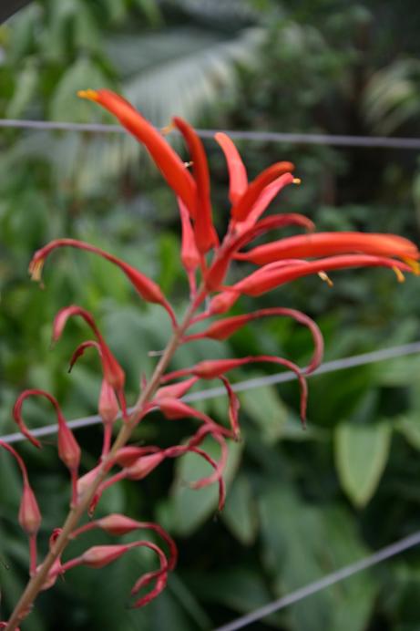 Pitcairnia fulgens 