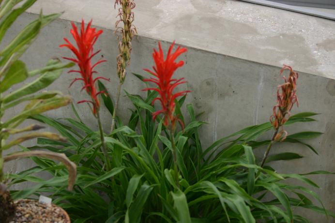 Pitcairnia sodiroi 