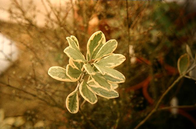 Pittosporum crassifolium 'Variegatum' 