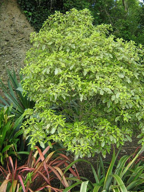 Pittosporum eugenoides 'Variegata' 