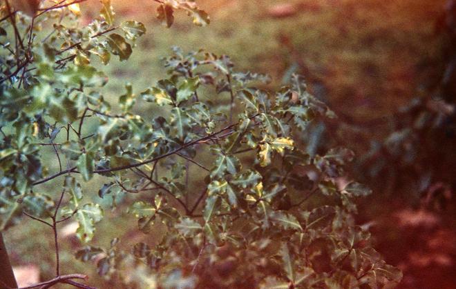 Pittosporum tenuifolium 