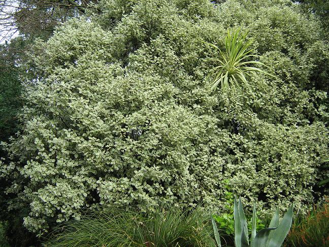 Pittosporum tenuifolium 'Silver Queen' 