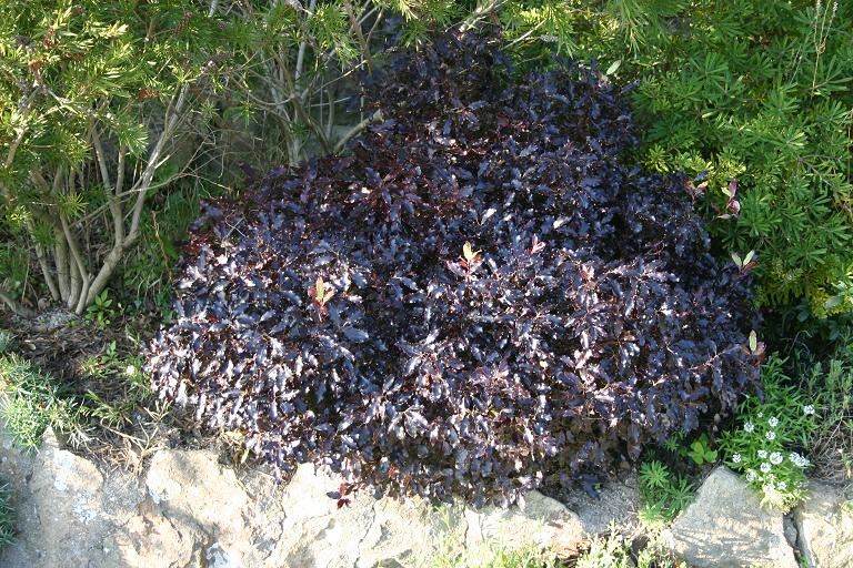 Pittosporum tenuifolium 'Tom Thumb' 