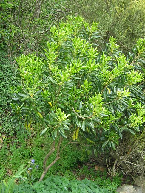 Pittosporum tobira 