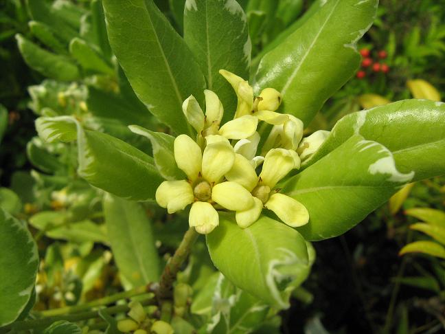 Pittosporum tobira 'Variegata' 