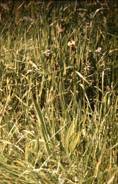 Plantago lanceolata 