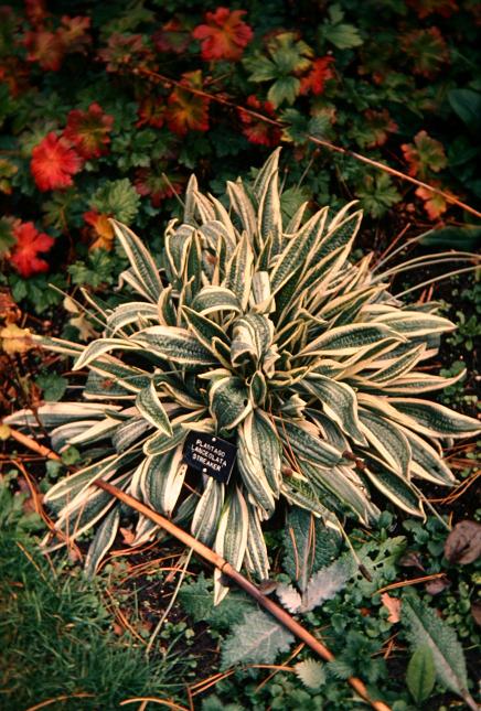 Plantago lanceolata 'Streaker' 