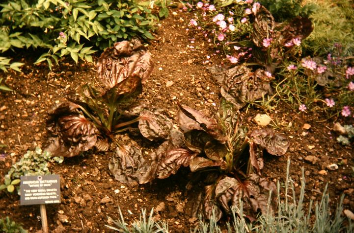 Plantago major 'Atropurpurea' 